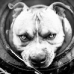 Illustration du profil de Gaston