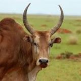 Illustration du profil de Leo-Zebu