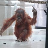 Illustration du profil de Lodiie Mini